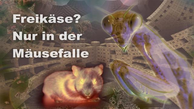 Freikäse? Nur in der Mäusefalle